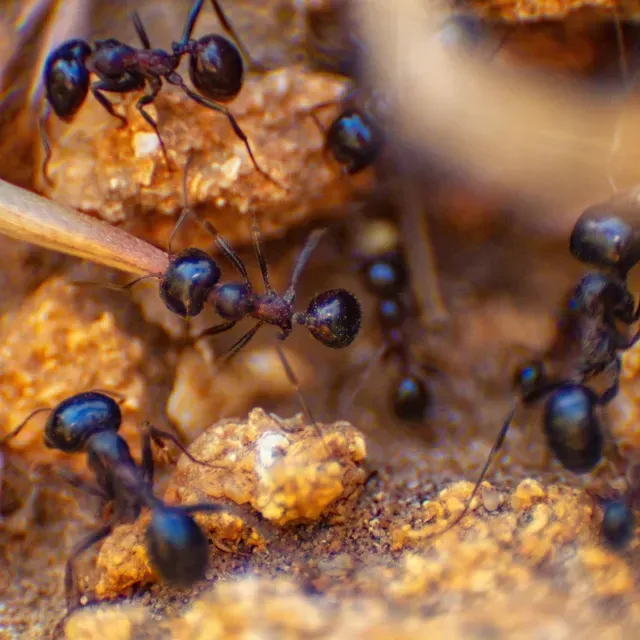 ants pest control