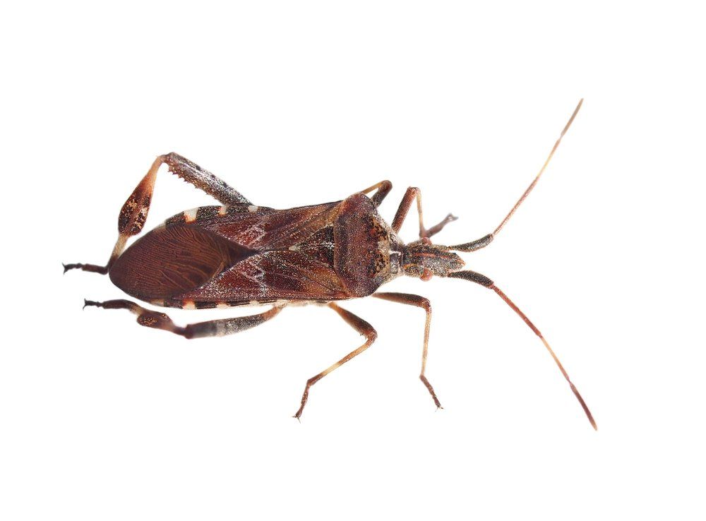 what-are-assassin-bugs