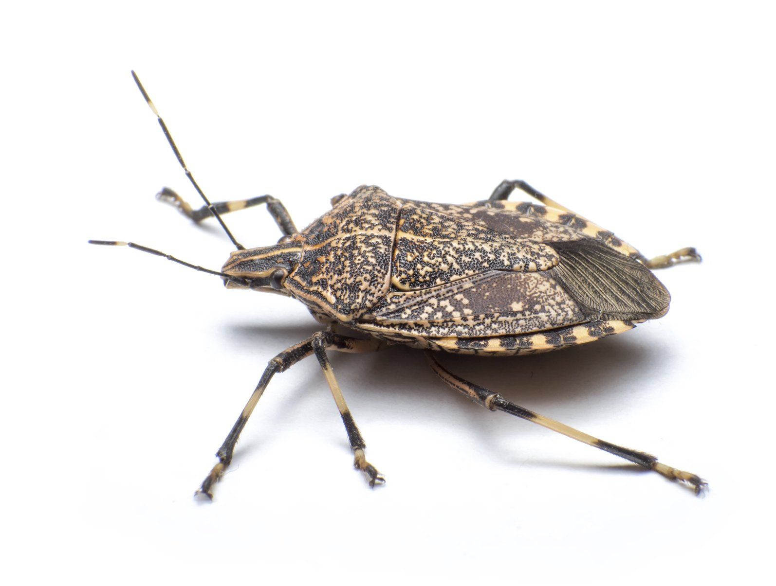 why-are-stink-bugs-so-bad-in-knoxville