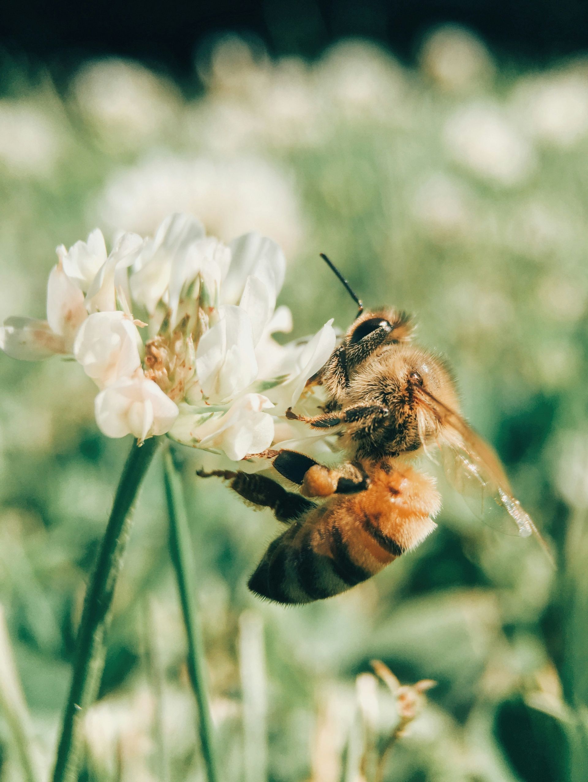 A bee is sitting on a white flower in the grass.