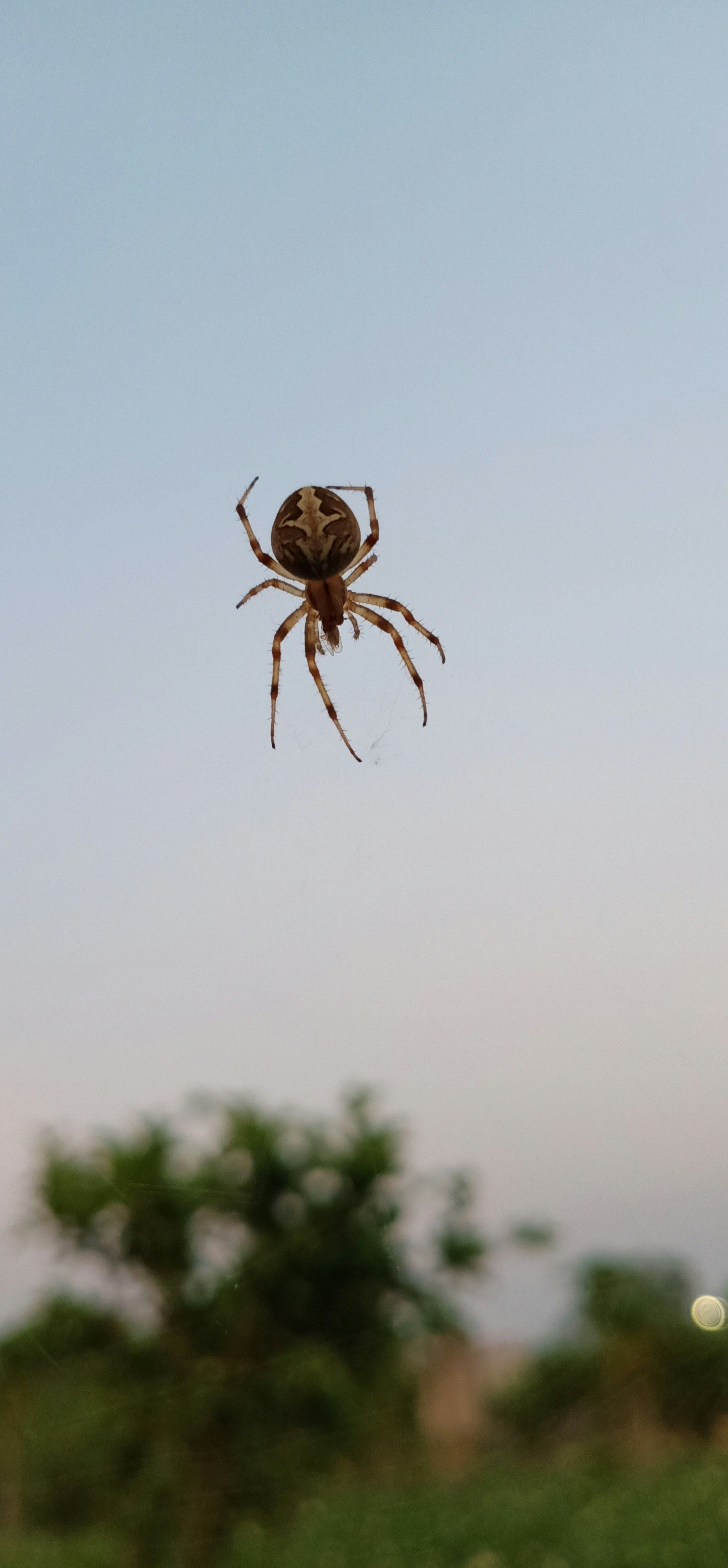 A spider is sitting on a web against a blue sky.