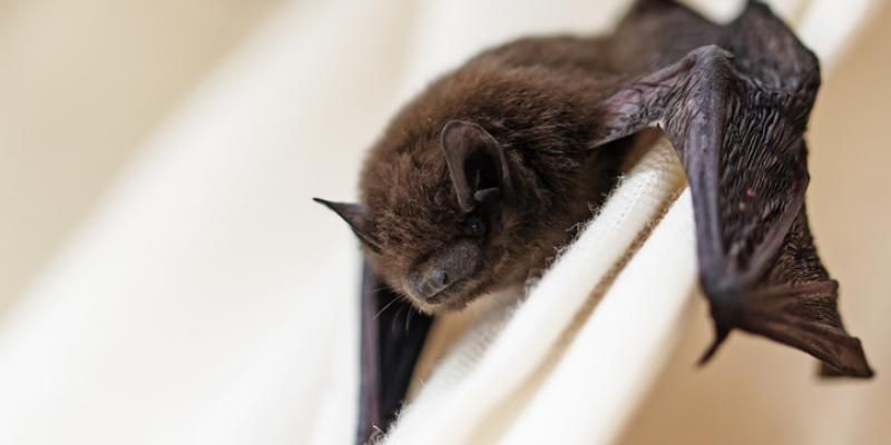 INDOOR PEST CONTROL TIPS: HOW TO KEEP BATS AT BAY