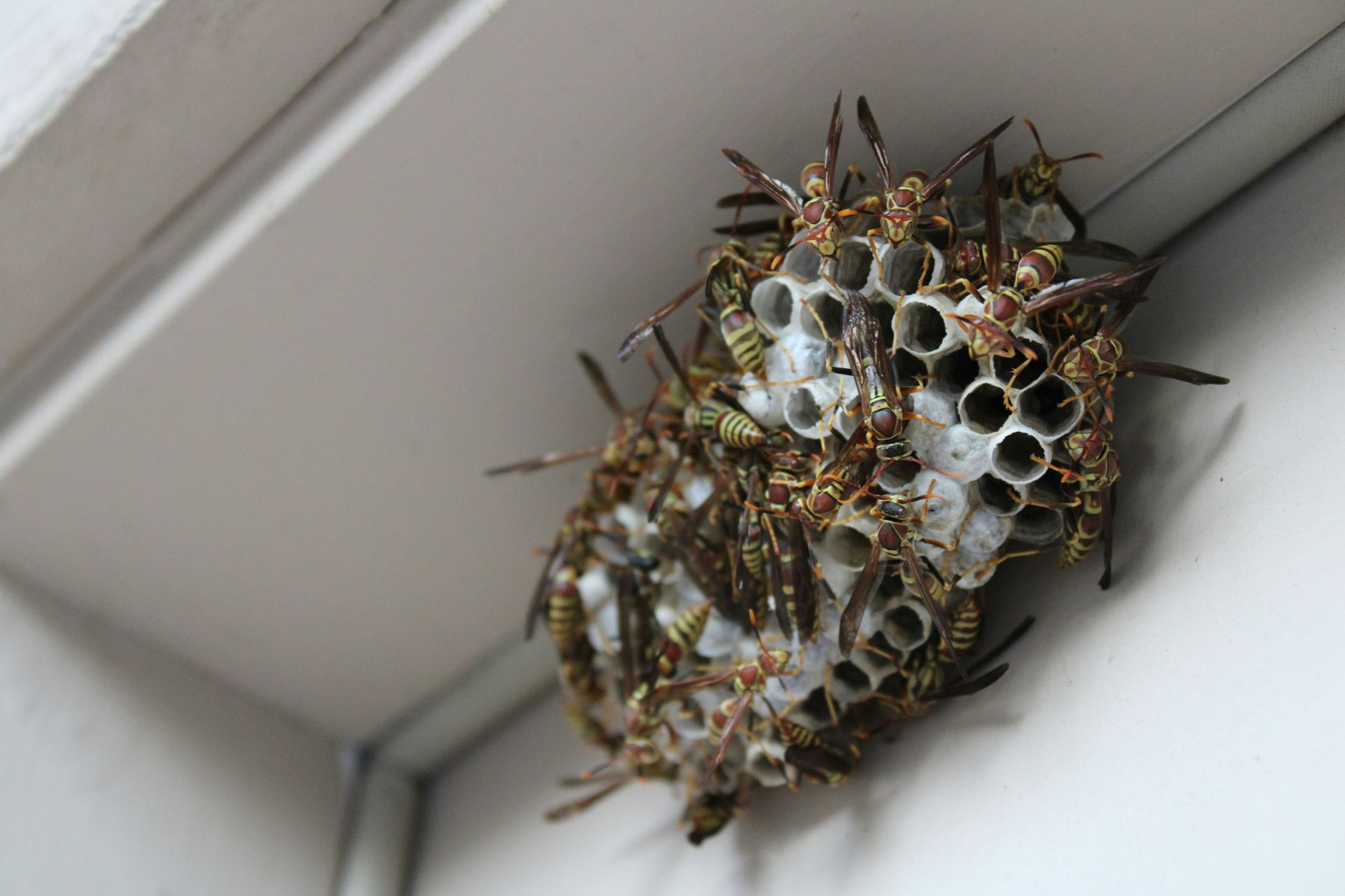 A close up of a wasp nest on a window sill.