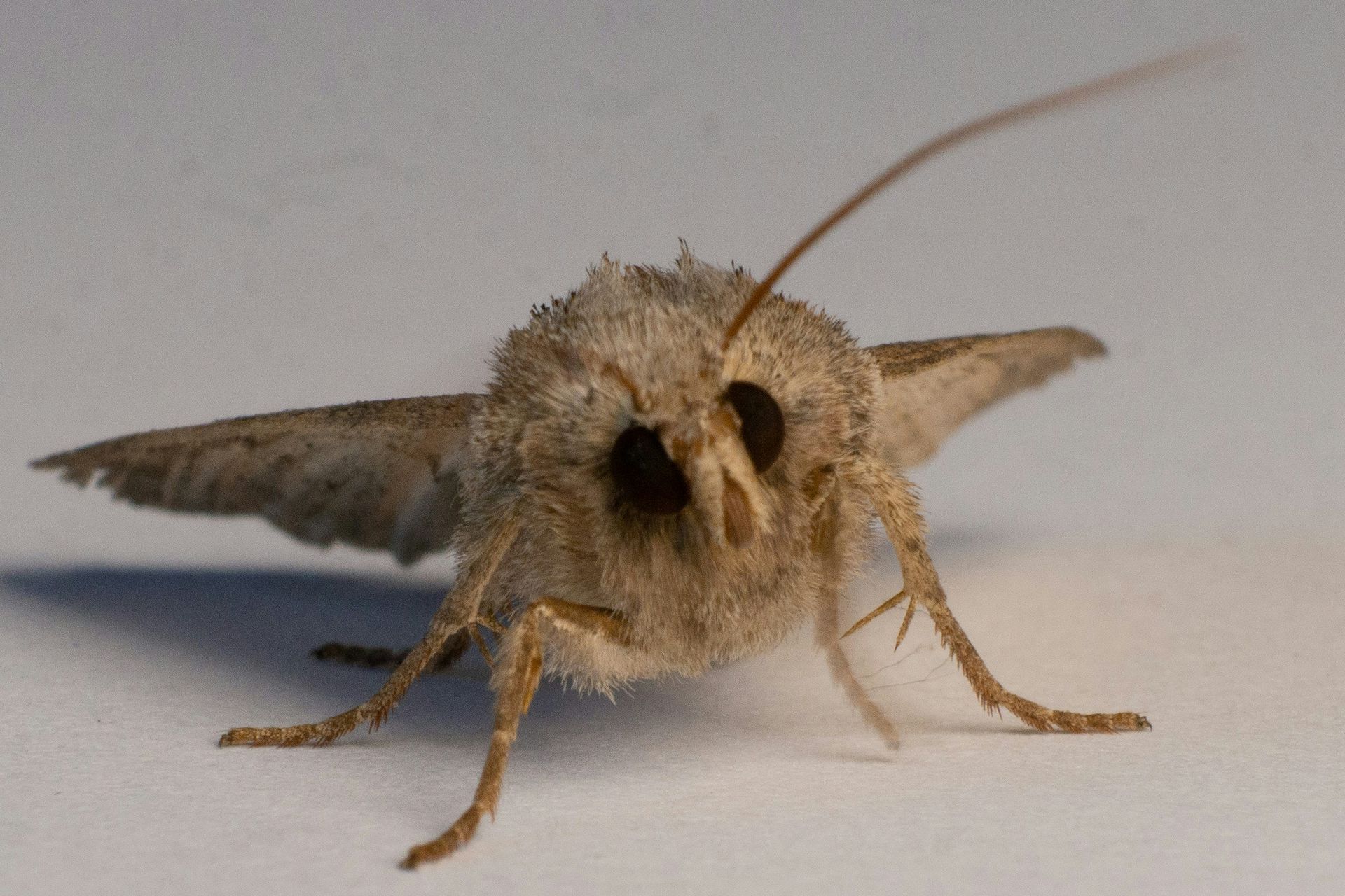 A close up of a moth.