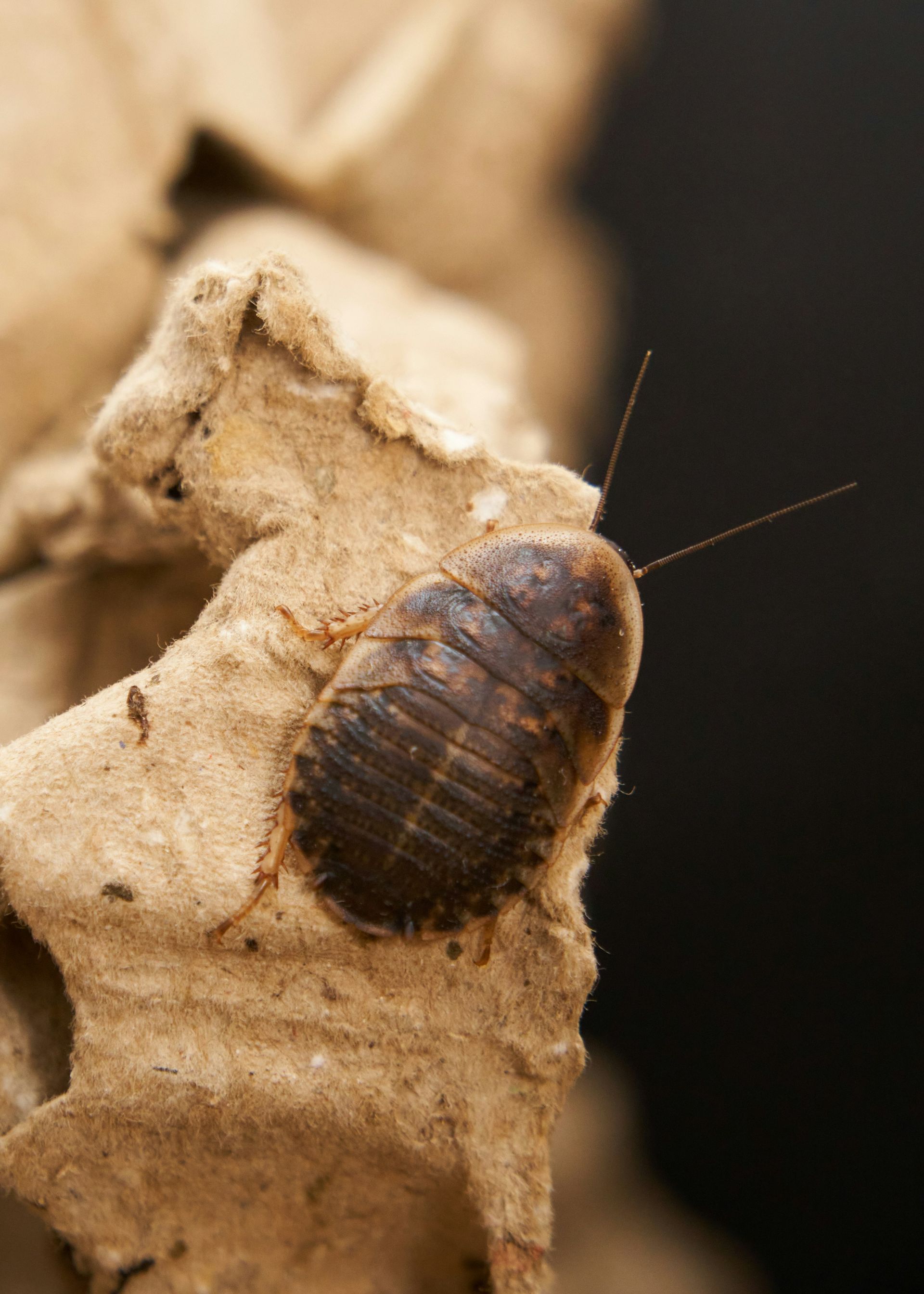 A roach is sitting on a piece of cardboard.