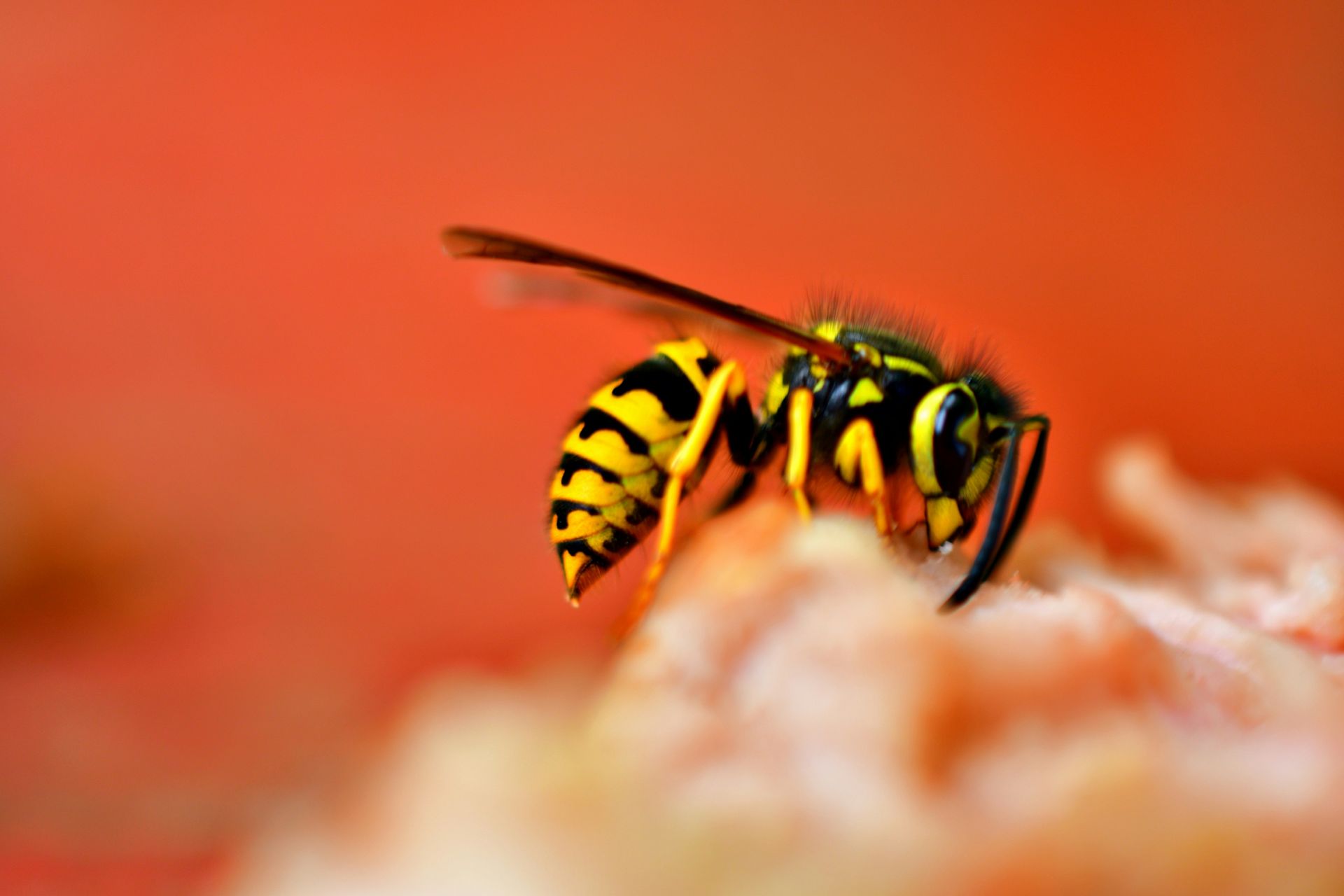 A close up of a wasp sitting on a piece of food.