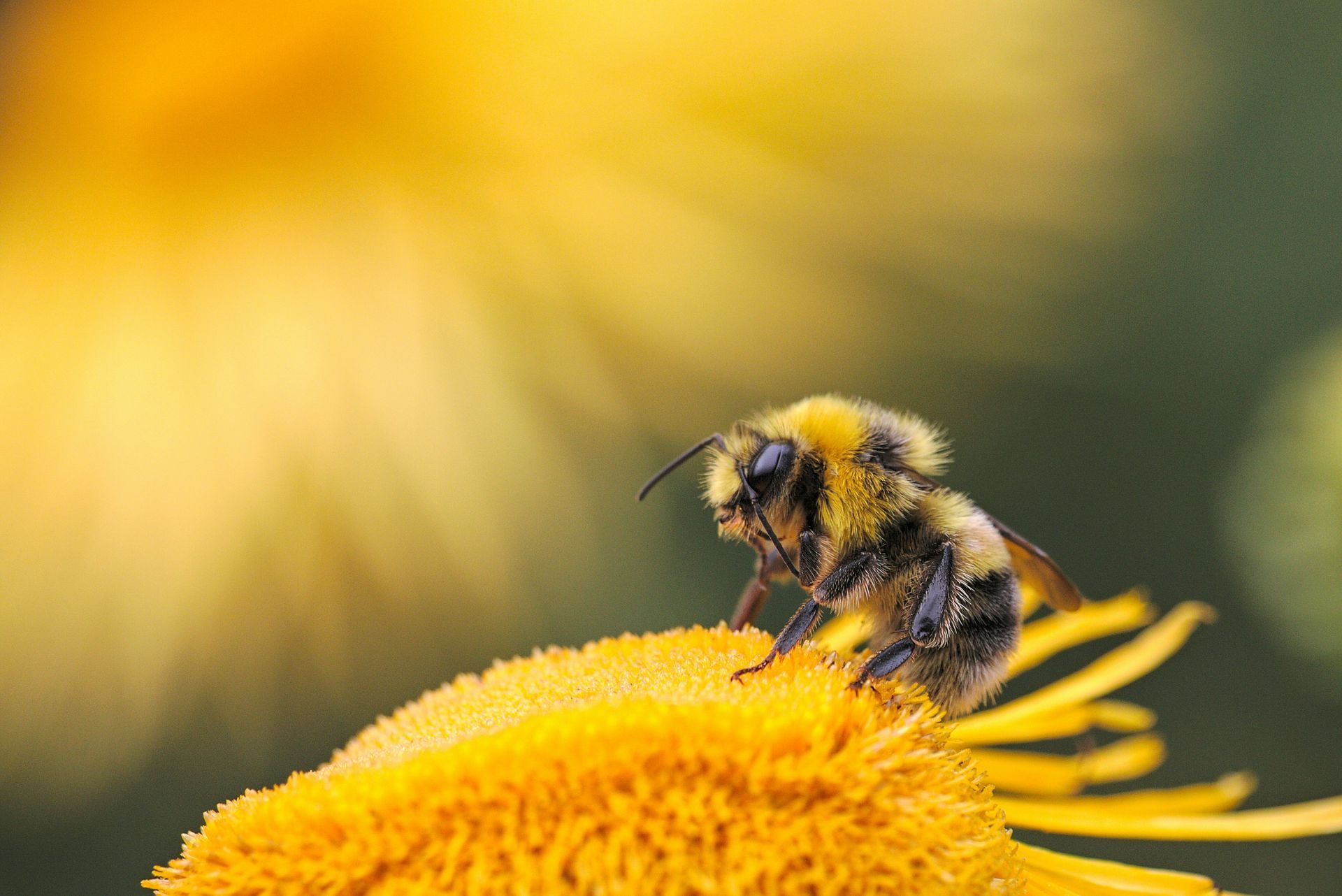 A bee is sitting on top of a yellow flower.