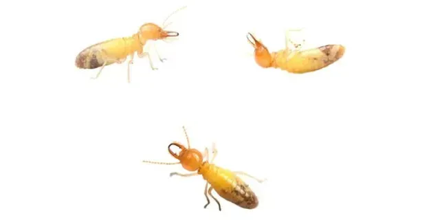 KEY POINTS TO TERMITES KEY POINTS TO TERMITES