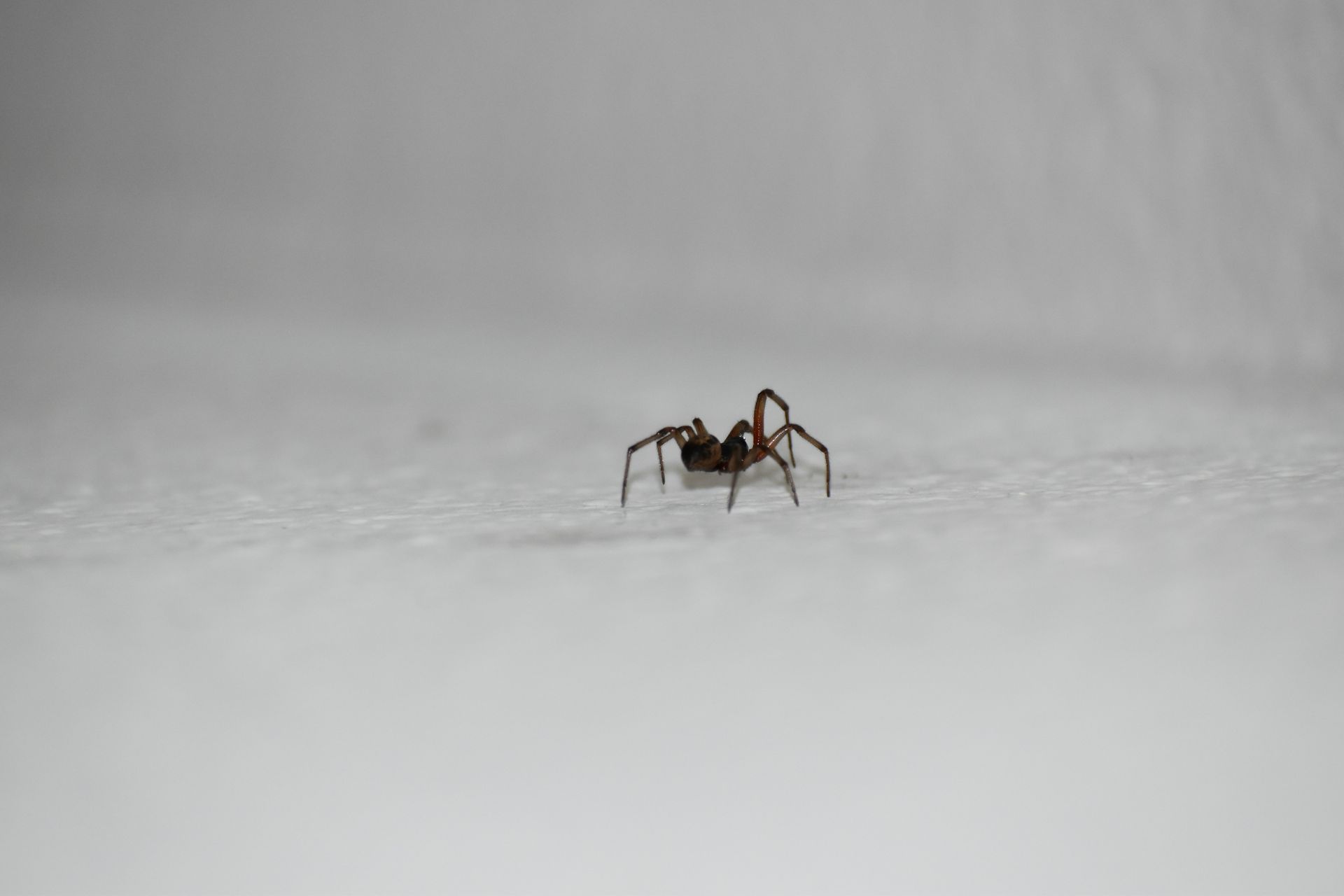 A spider is crawling on a white surface.