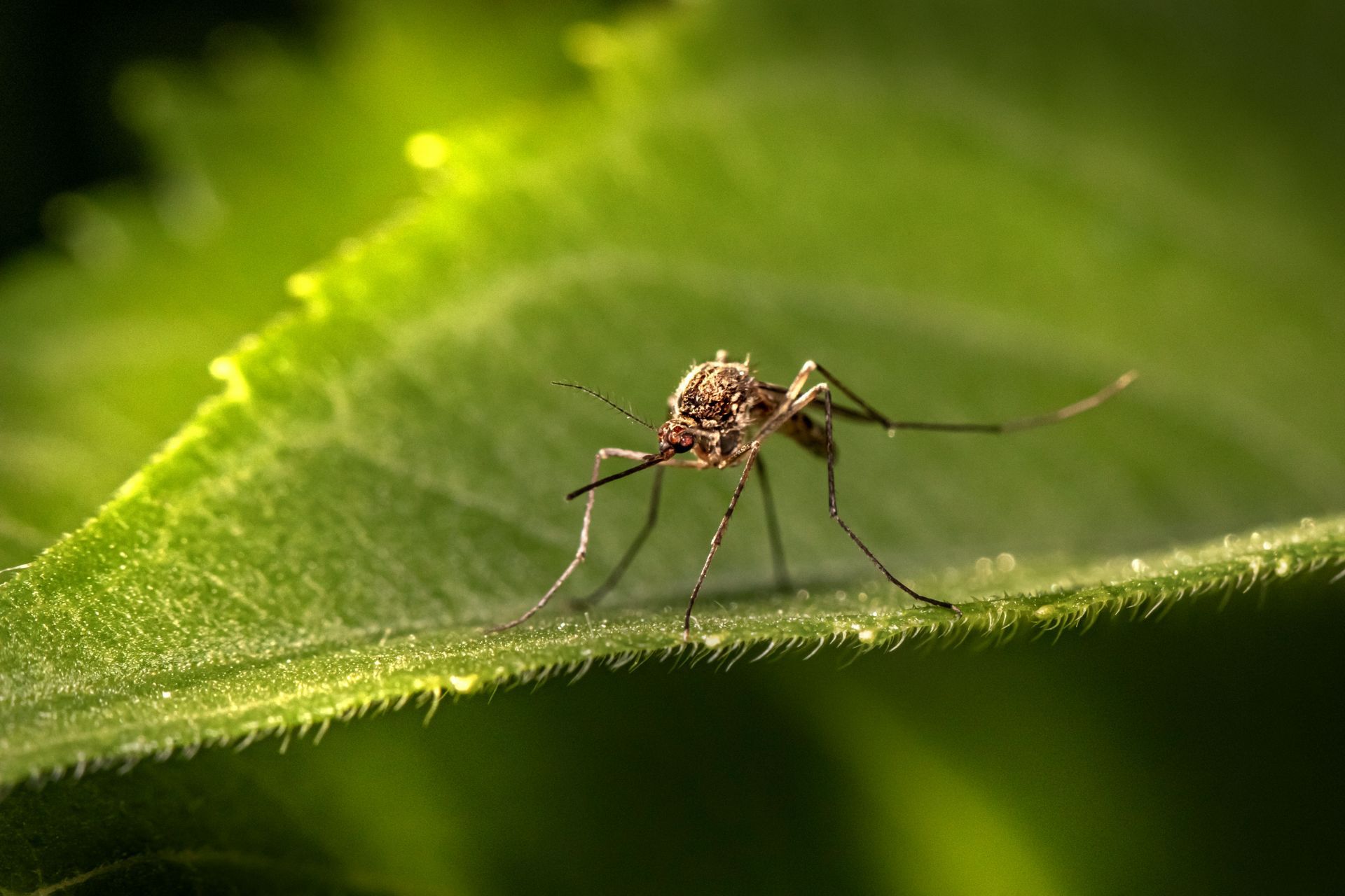 A mosquito is sitting on a green leaf.