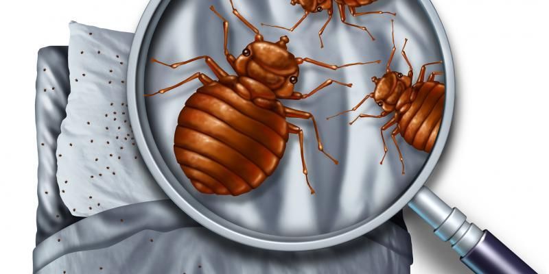 BED BUGS AND TRAVEL: HOW TO SPOT THE DANGERS