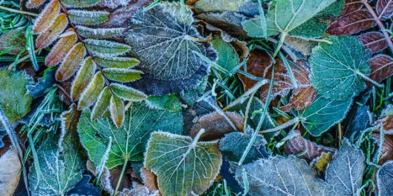 FROST IN COMING, PROTECT YOUR SHRUBS, TREES, AND LAWNS