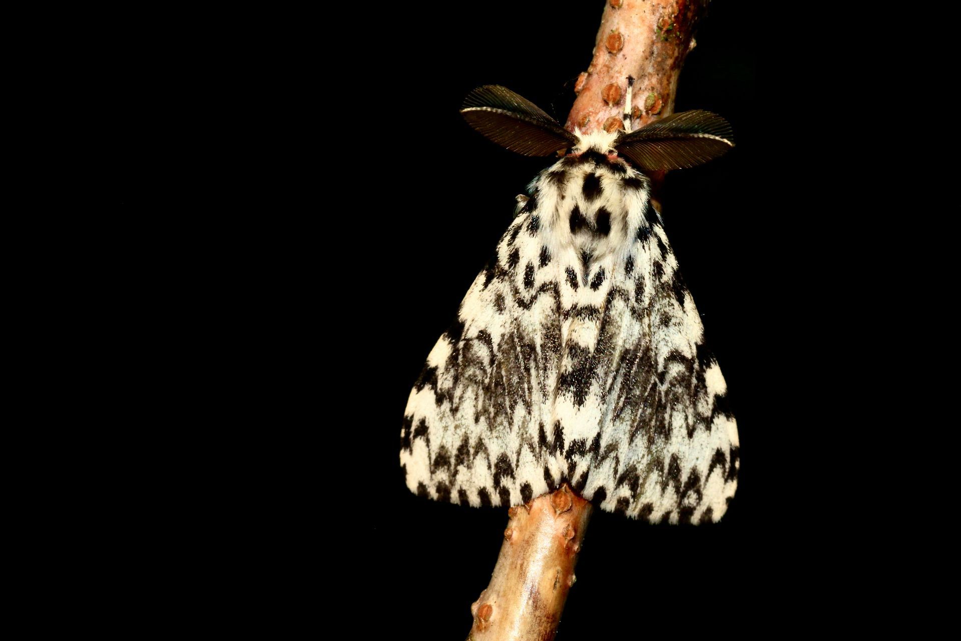 A moth is sitting on a branch