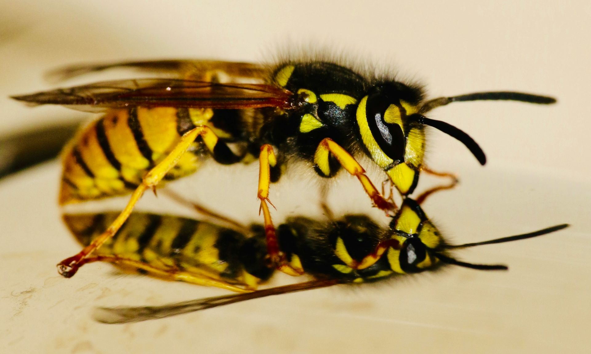 Two wasps are laying on top of each other on a white surface.