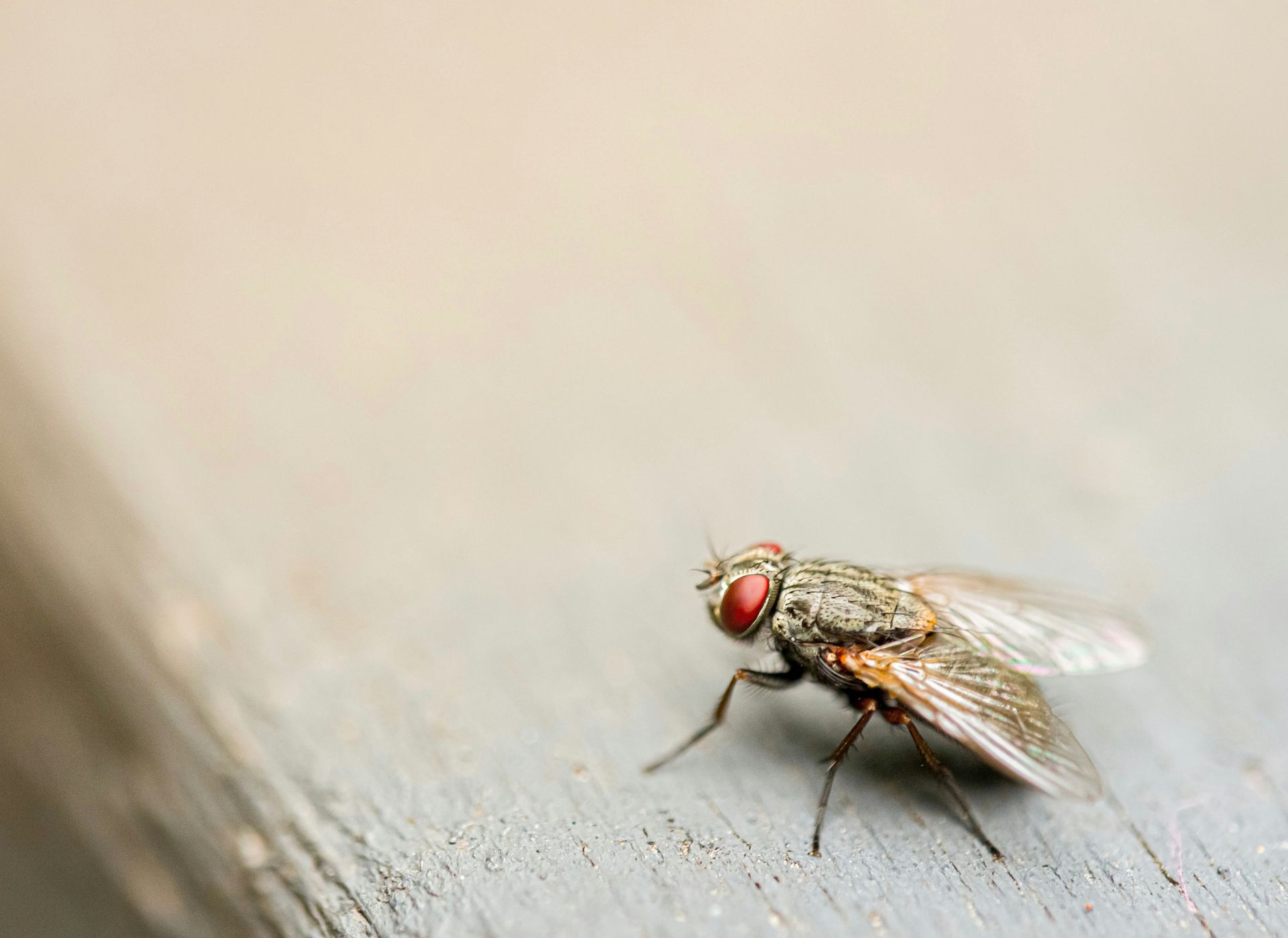 flies pest control near me