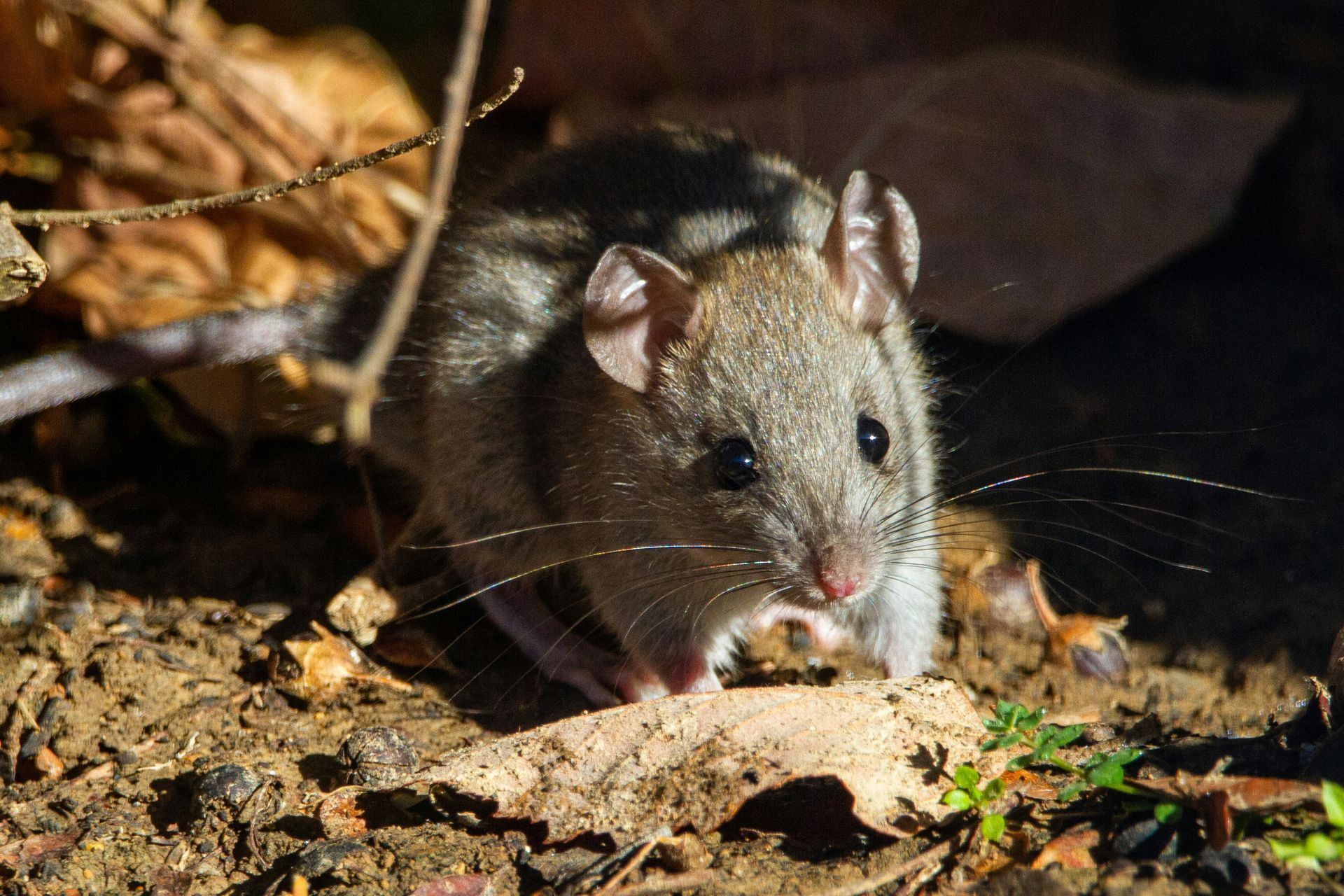 A small rodent is standing in the dirt