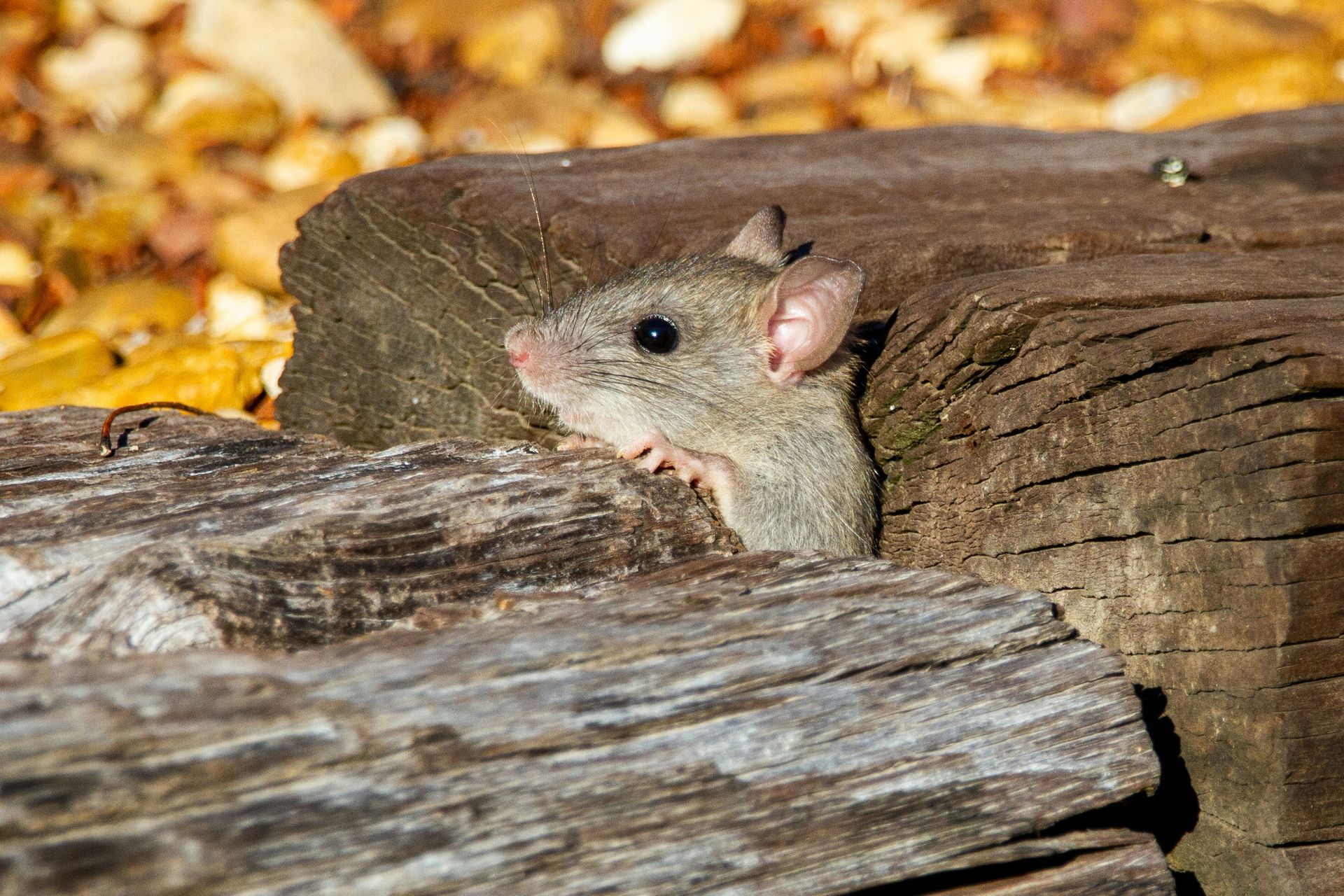 A small mouse is peeking out of a hole in a log.