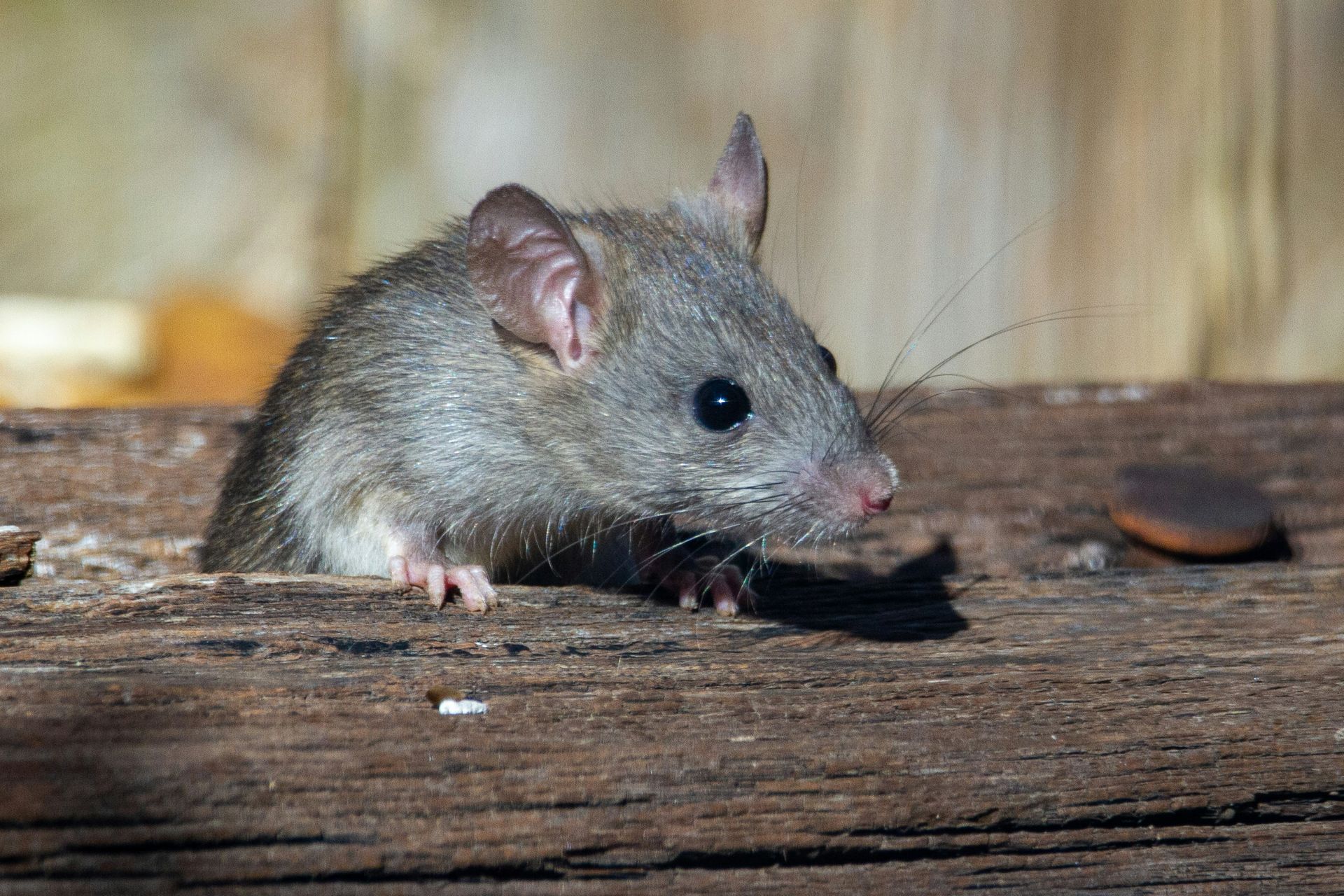 A close up of a mouse on a wooden surface.