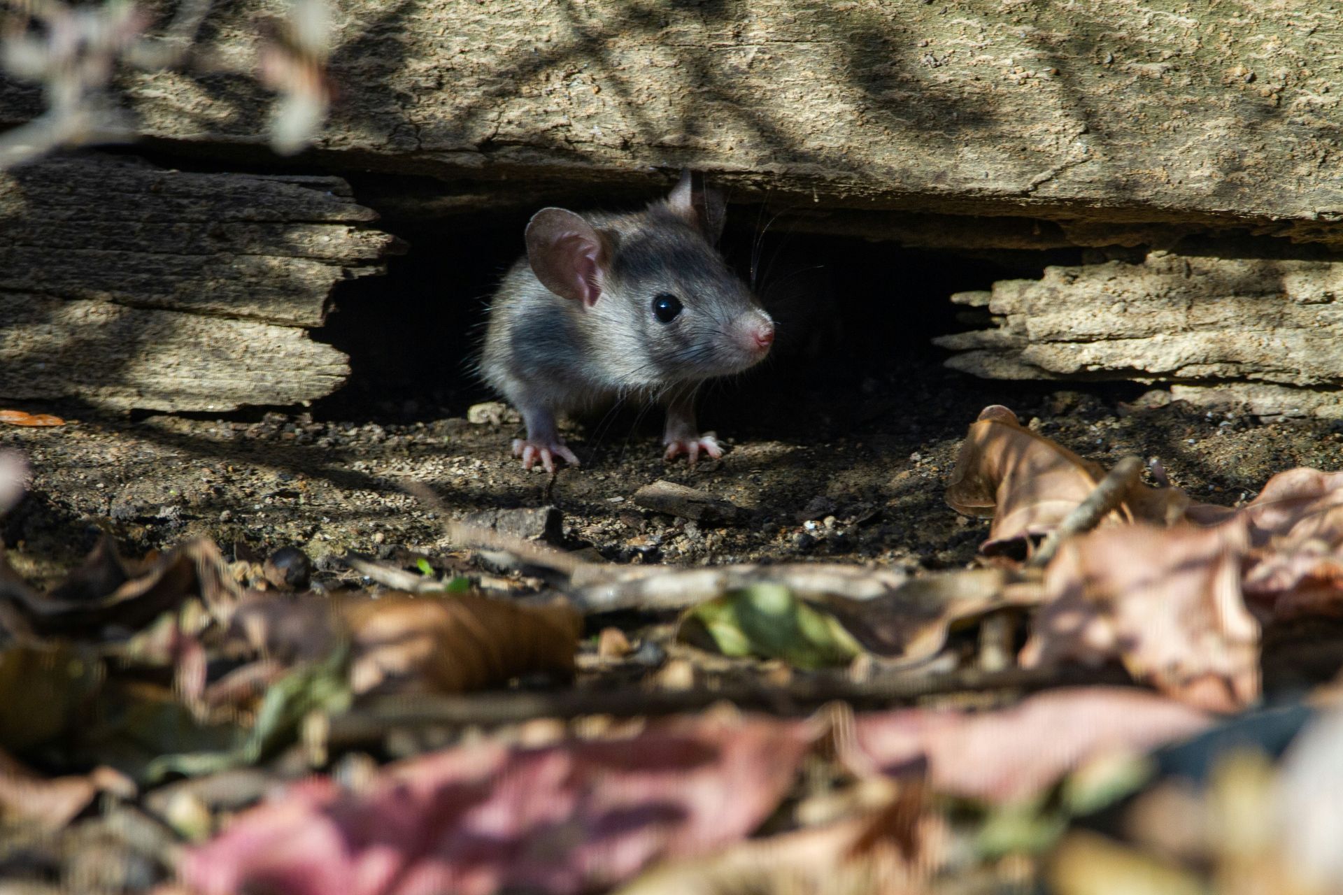 A mouse is looking out of a hole in the ground.