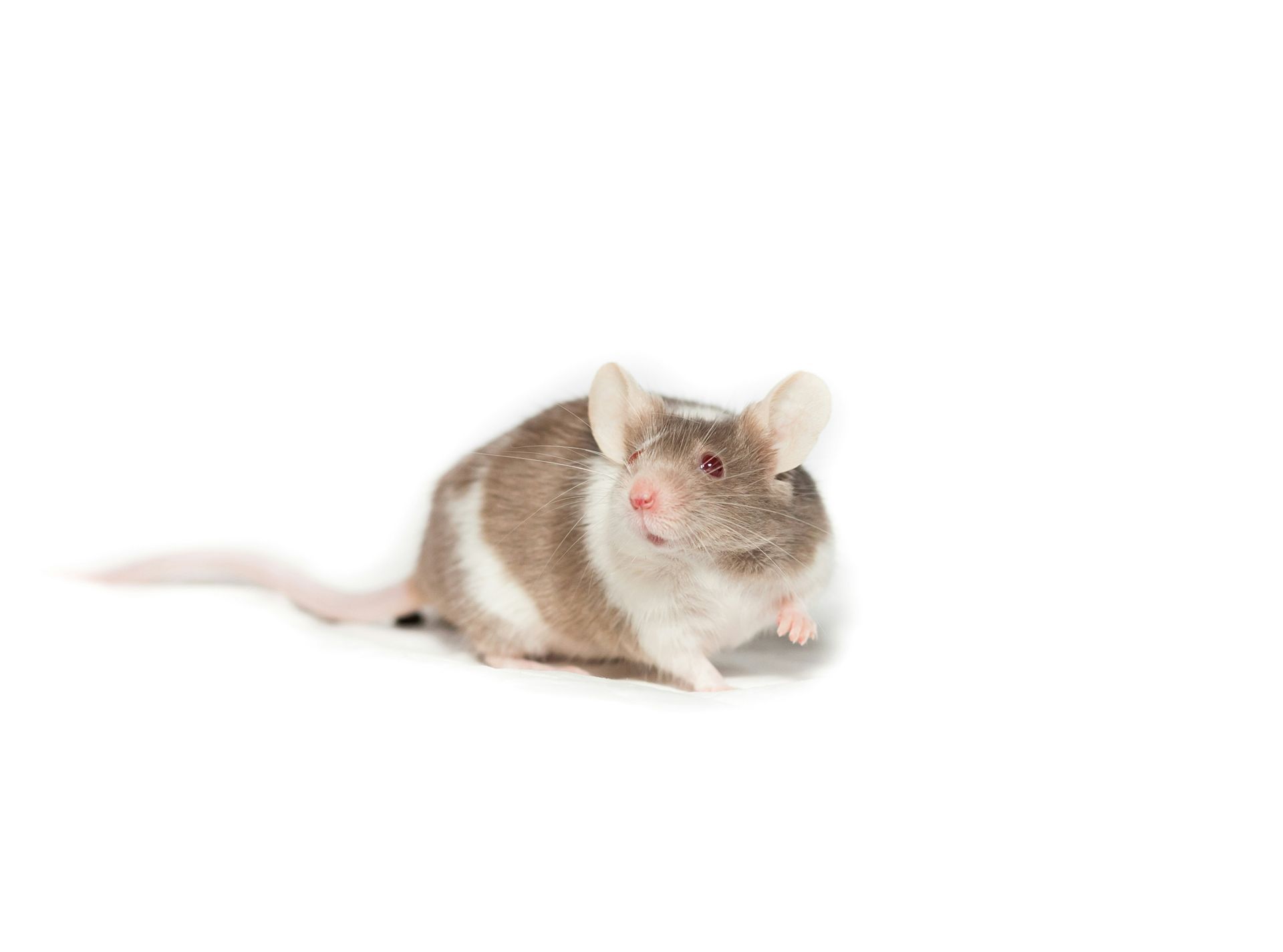 A brown and white rodent is sitting on a white surface.