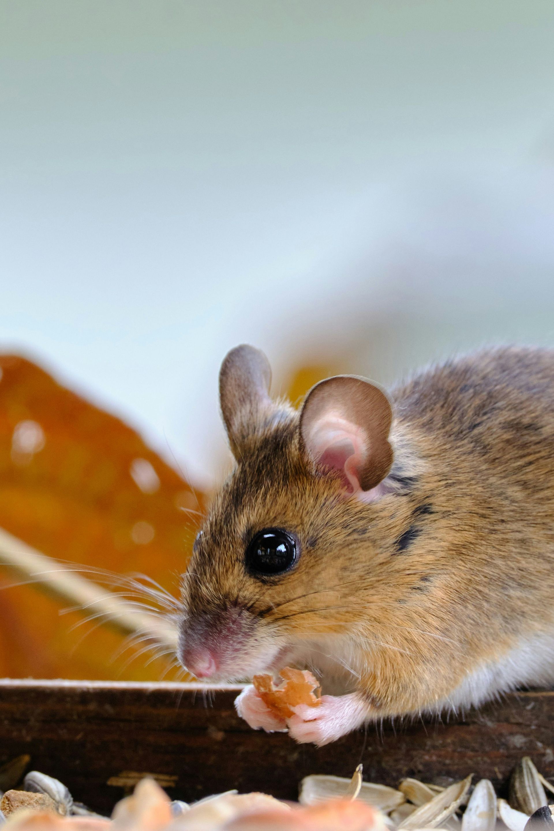 A mouse is eating a piece of food from a bowl.