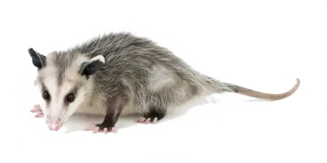 OPOSSUMS