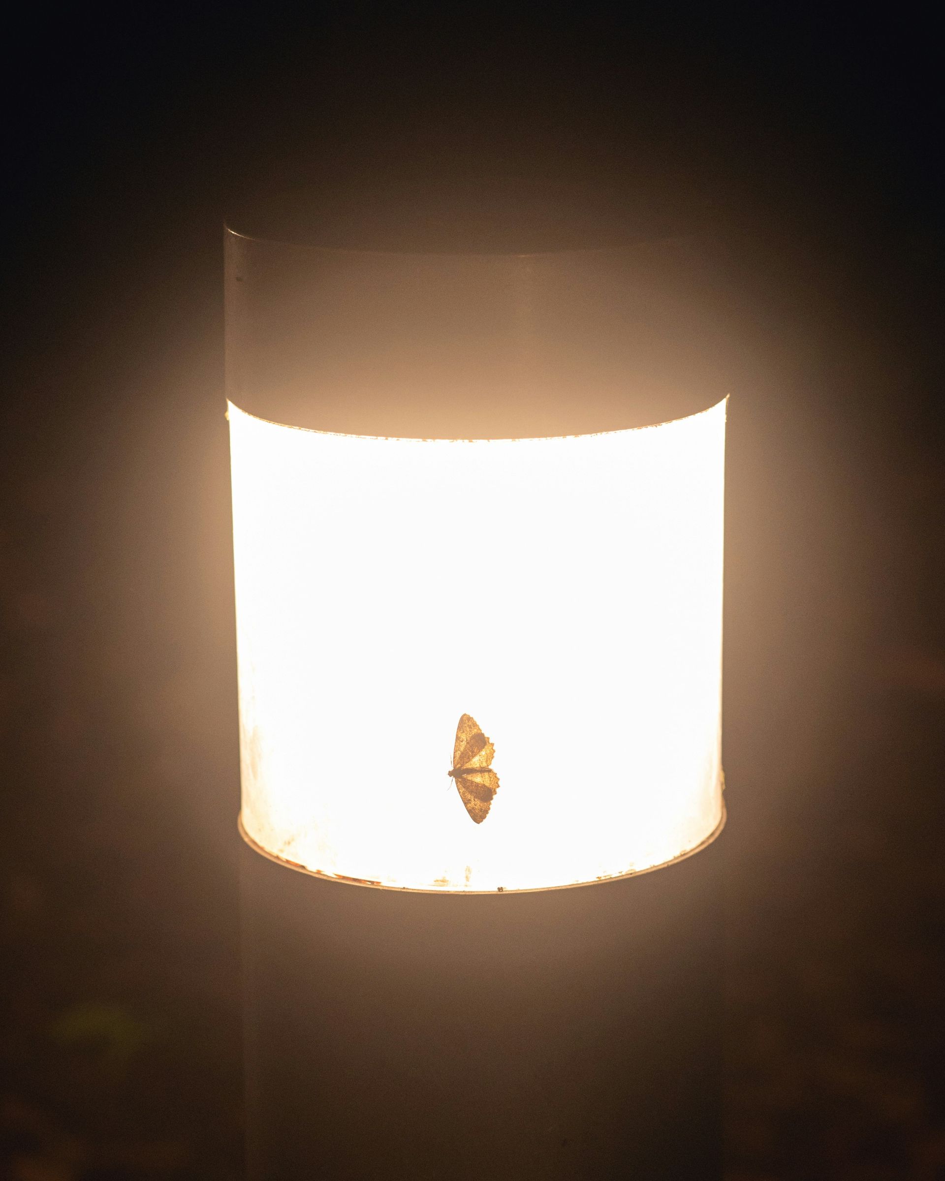 A moth is sitting on a light in the dark.