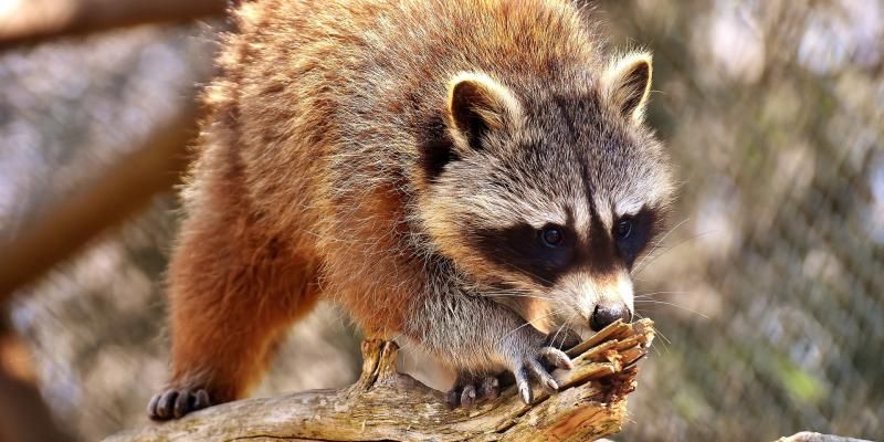 HOW TO GET RID OF RACCOONS