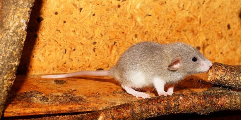 RODENT-PROOFING YOUR HOME FOR WINTER