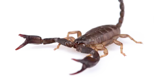 SCORPIONS SCORPIONS