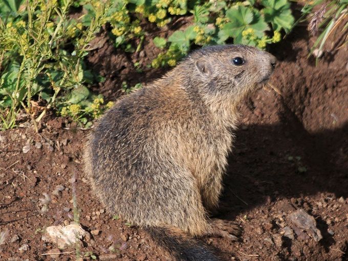 rat sitting on soil