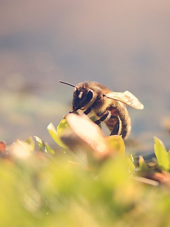 bee sitting on flower collecting nectar