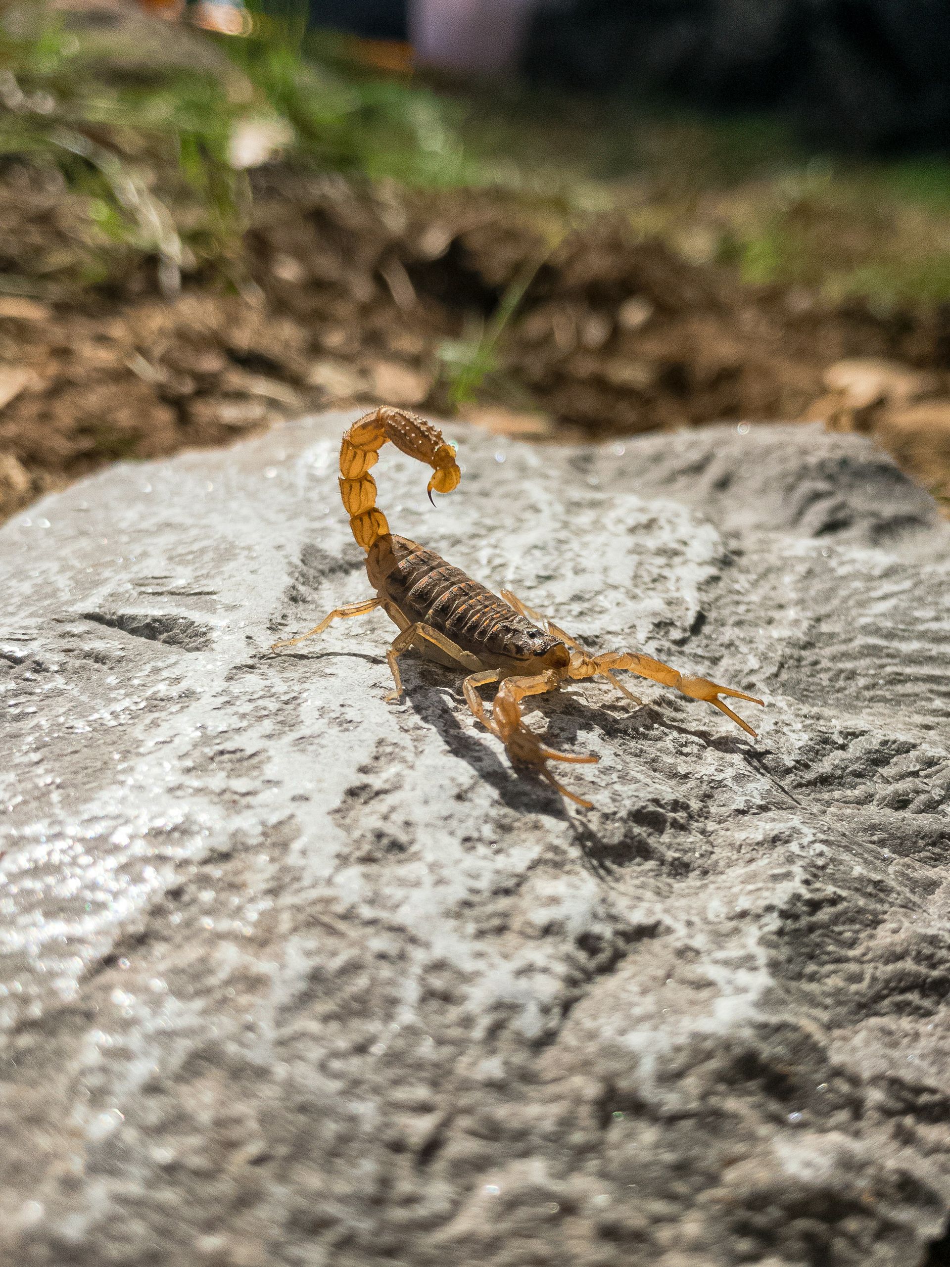 scorpions pest control