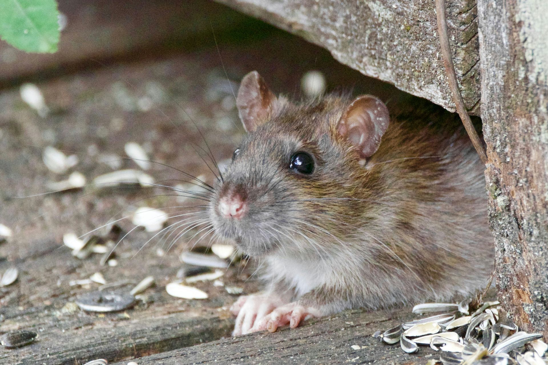 A rodent is looking out of a hole in a tree.