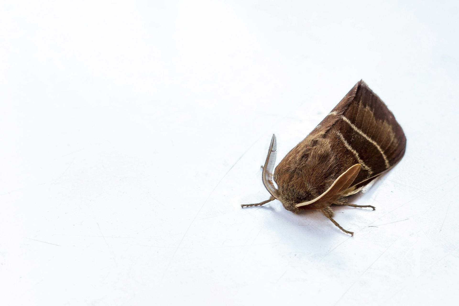 A brown moth is sitting.