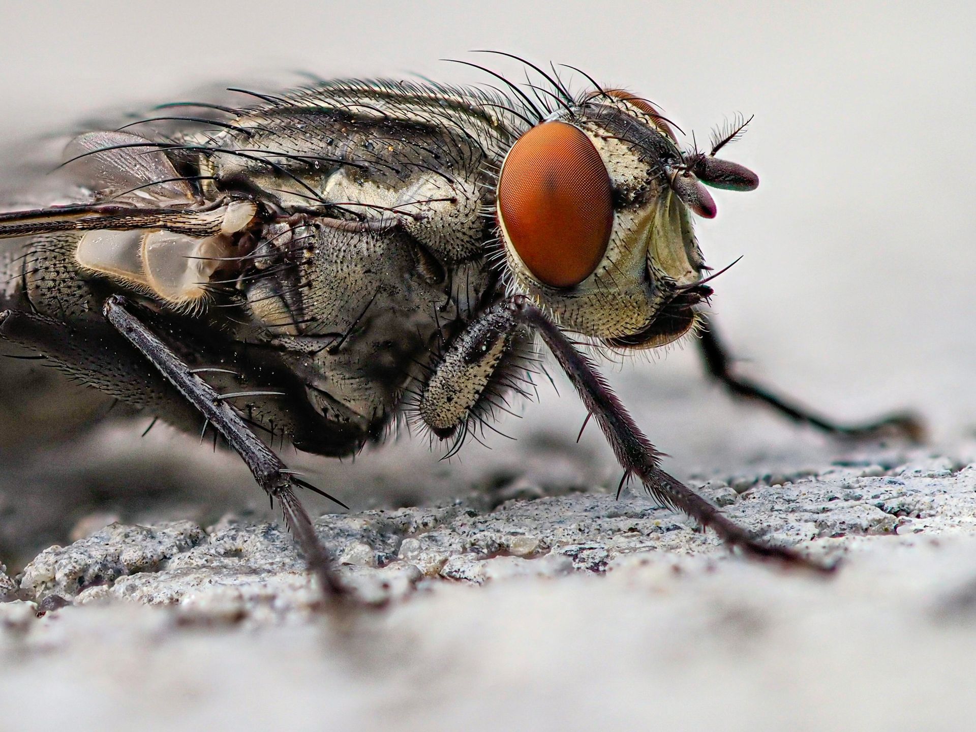 flies pest control near me