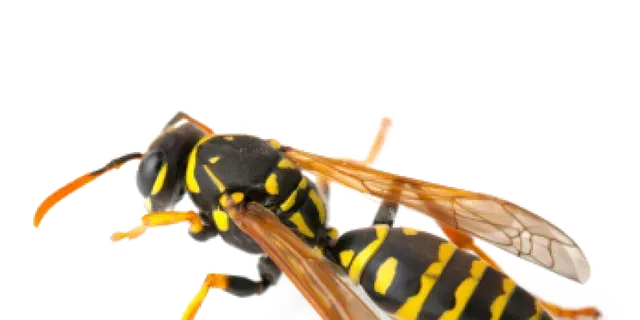 WASPS WASPS