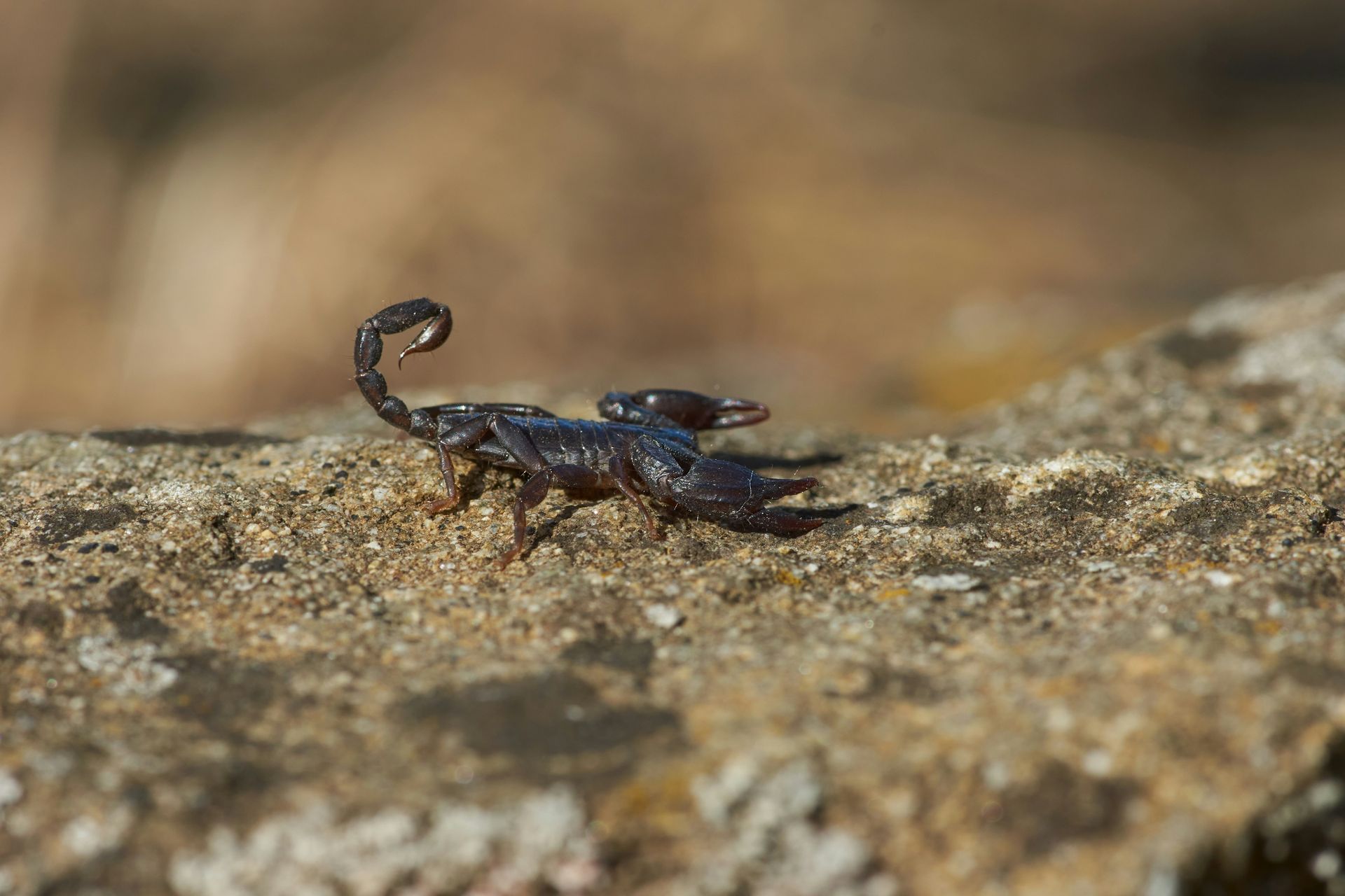 A black scorpion is crawling on a rock.