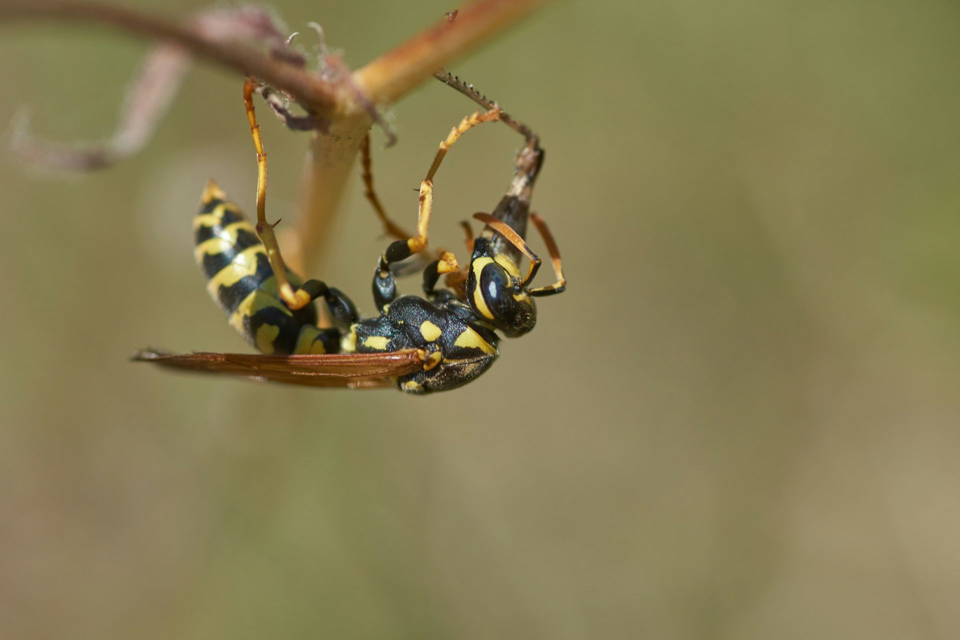 A close up of a wasp hanging from a branch.