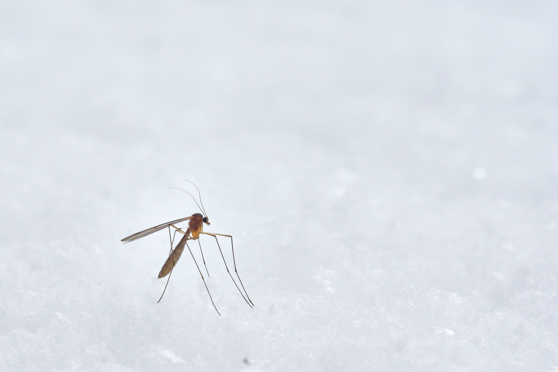 A mosquito is sitting on a white surface.