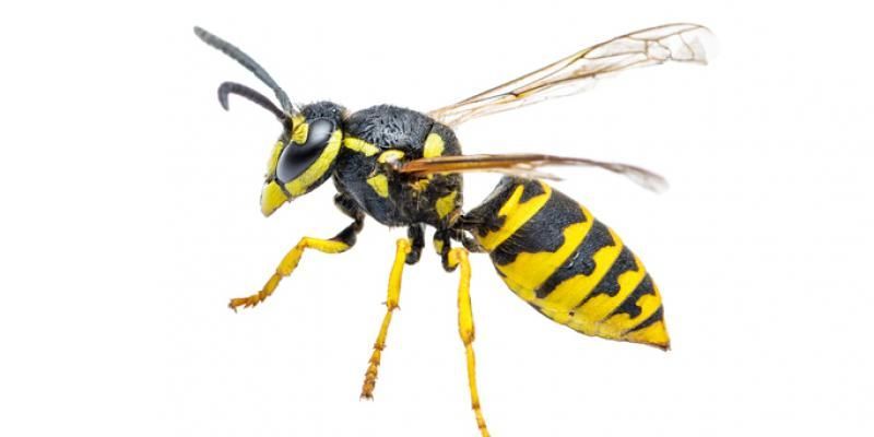 LITTLE-KNOWN DAMAGE CAUSED BY THE PAPER WASP AND YELLOW JACKET