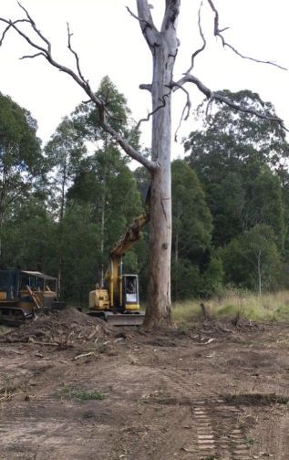 A Yellow Excavator Is Cutting Down A Tree In A Field — GCE Earthworks Pty Ltd In Krambach, NSW