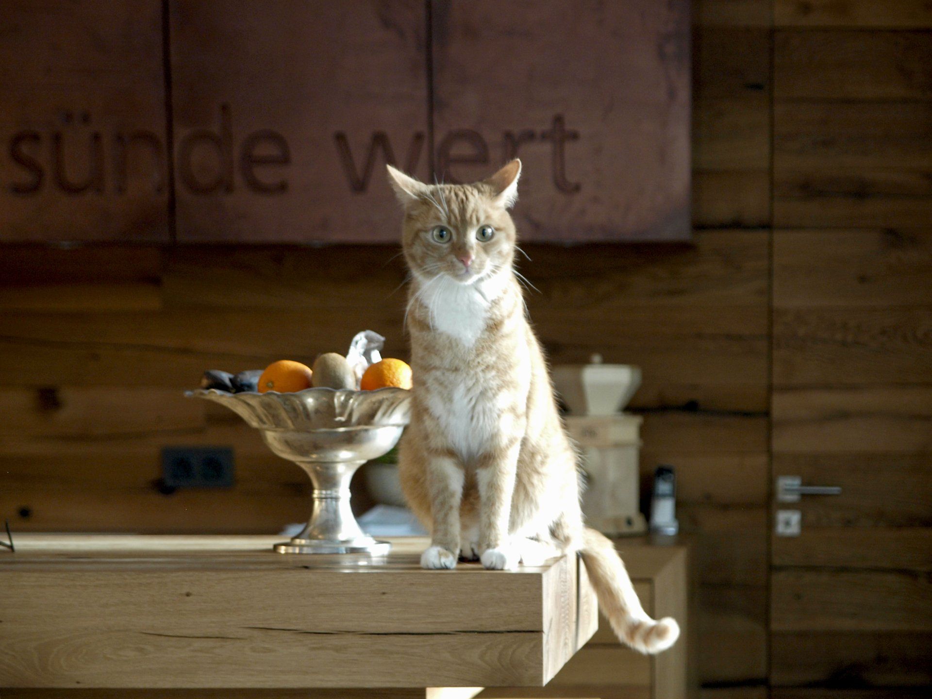 Eine Katze sitzt auf einem Holztisch vor einem Schild mit der Aufschrift „Sunde Wert“