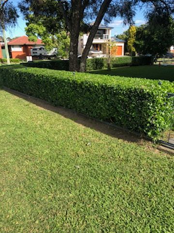Green Lawn With Hedge — Craig’s Lawn Mowing and Garden Maintenance