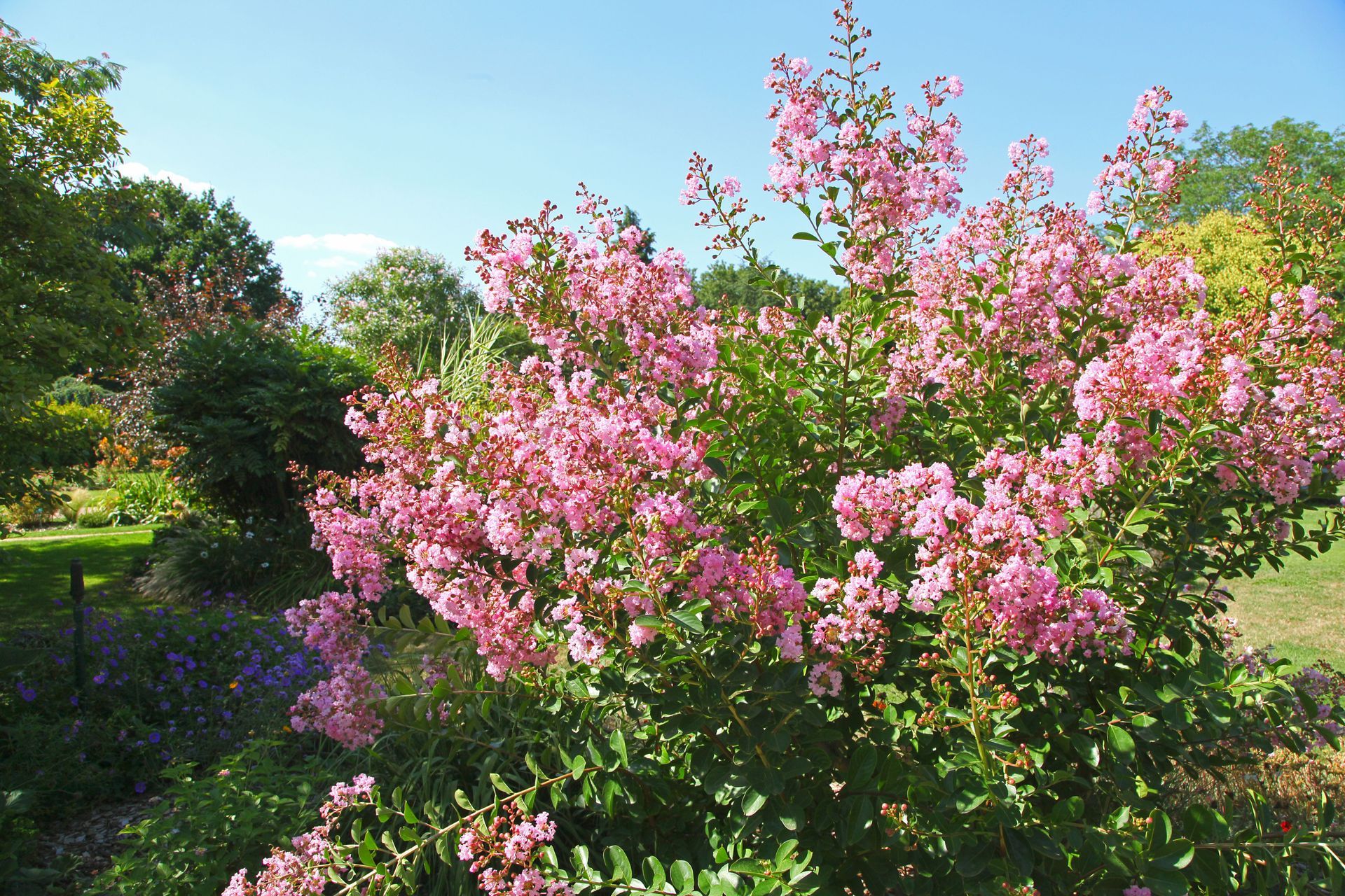 crepe myrtle tree blooming Florence SC