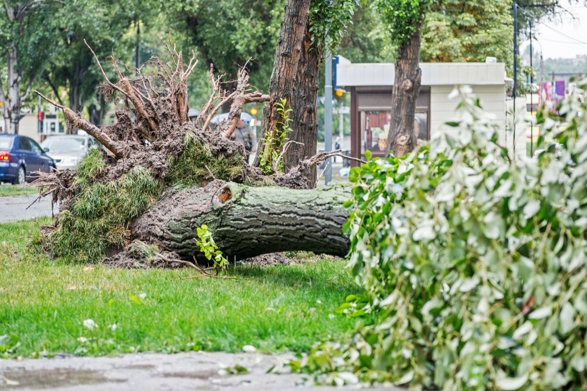 big fallen tree in yard from storm damage