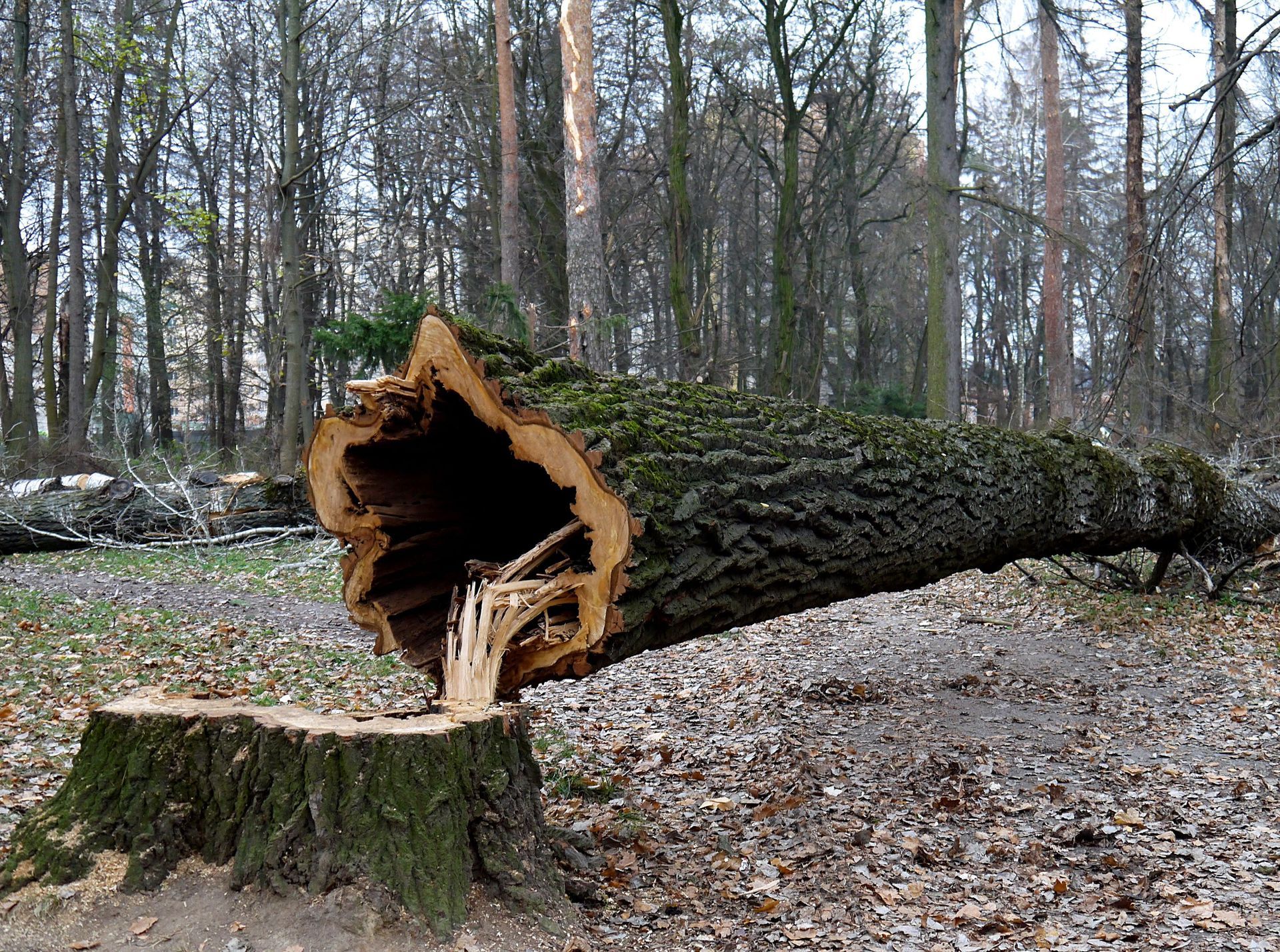 fallen tree with stump left in ground