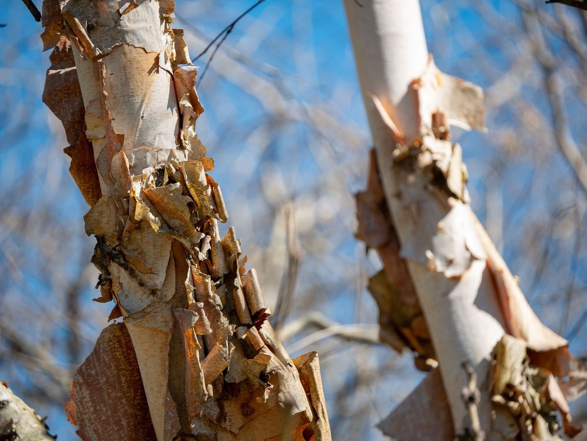 close up of river birch bark Florence SC