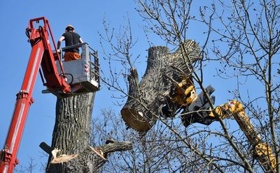 professional arborist removing tree with crane