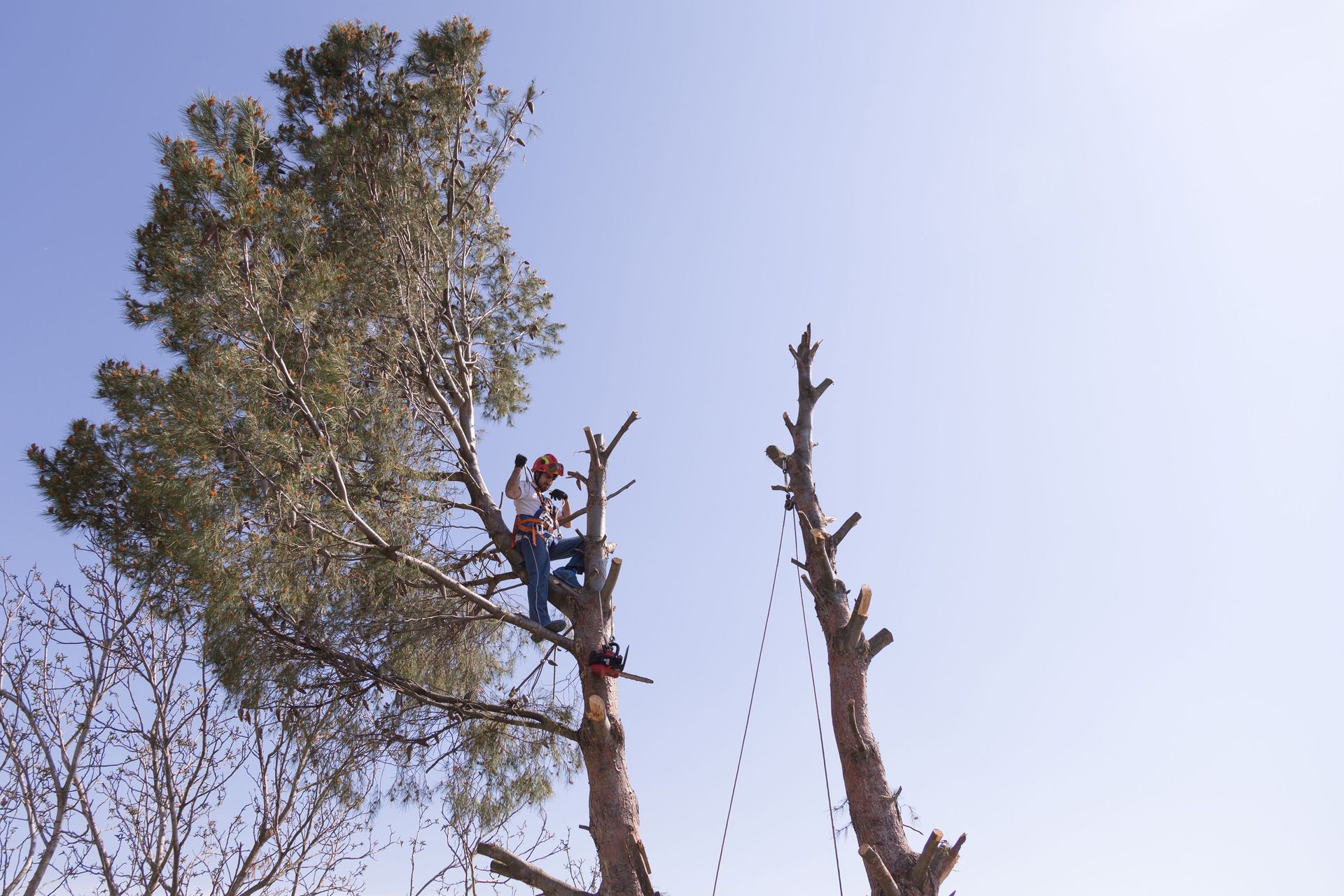 arborist cutting top out of tree using cabling and bracing